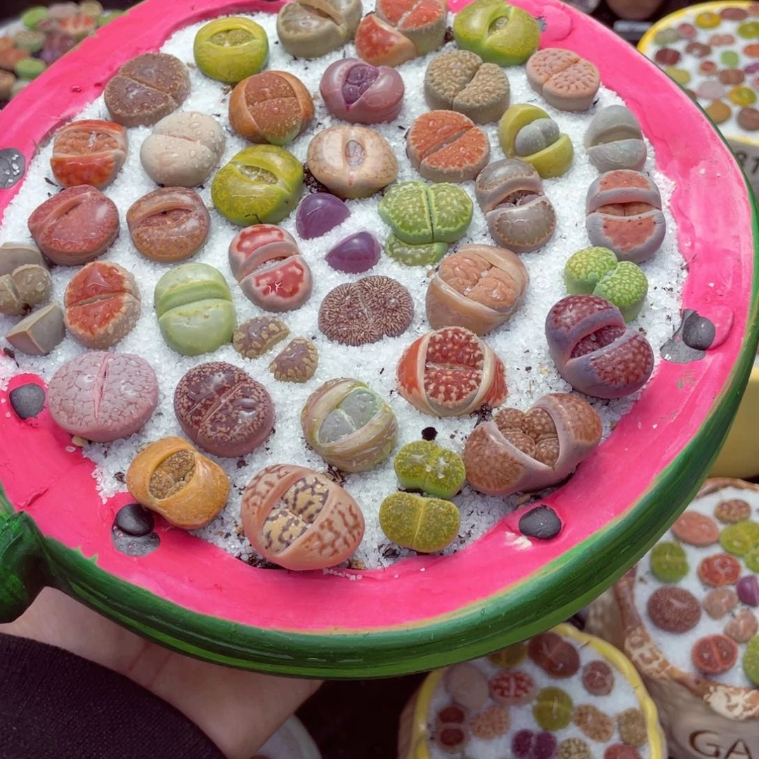 w6827 带盆土发货-零下地区拍保温箱