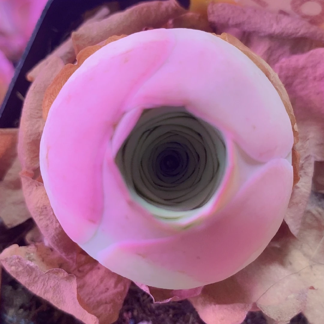 山地玫瑰大圆包子一物一拍030