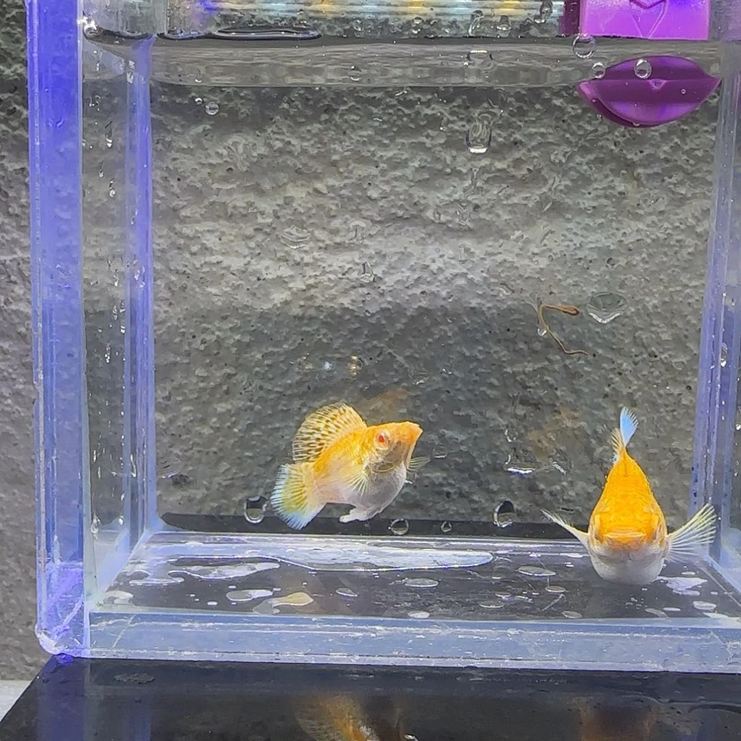 孔雀鱼黄金红眼。61号