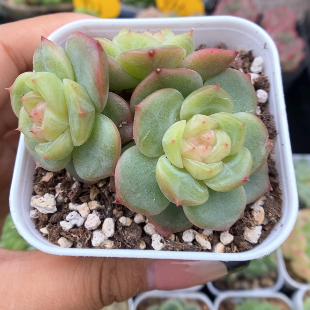 H101珍妮群生491号