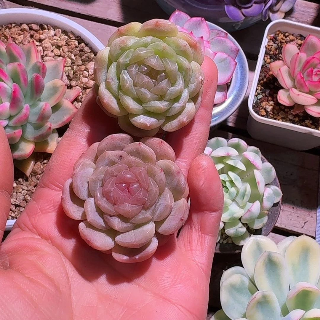 m***l两颗多肉多肉多肉多肉