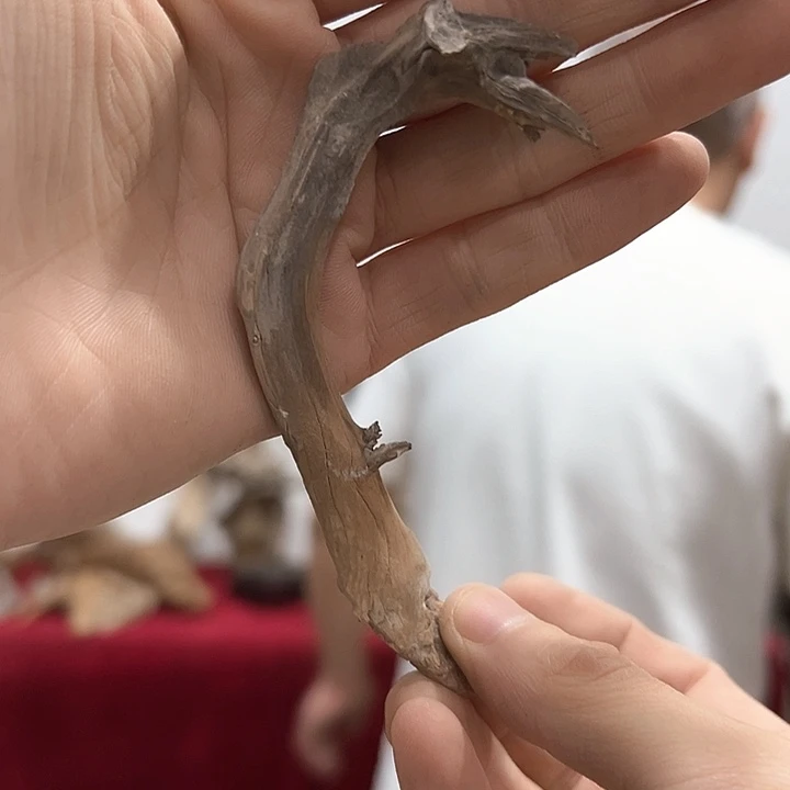 柏木木****馆我们的生活也是如此的丰富多彩