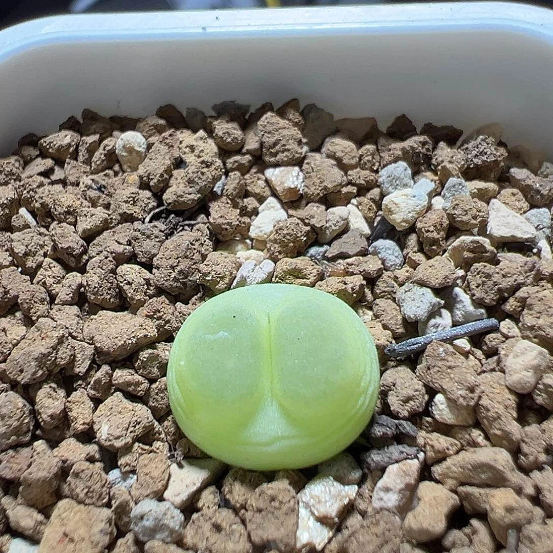 27号拉登一颗尺寸1.3熊猫脸