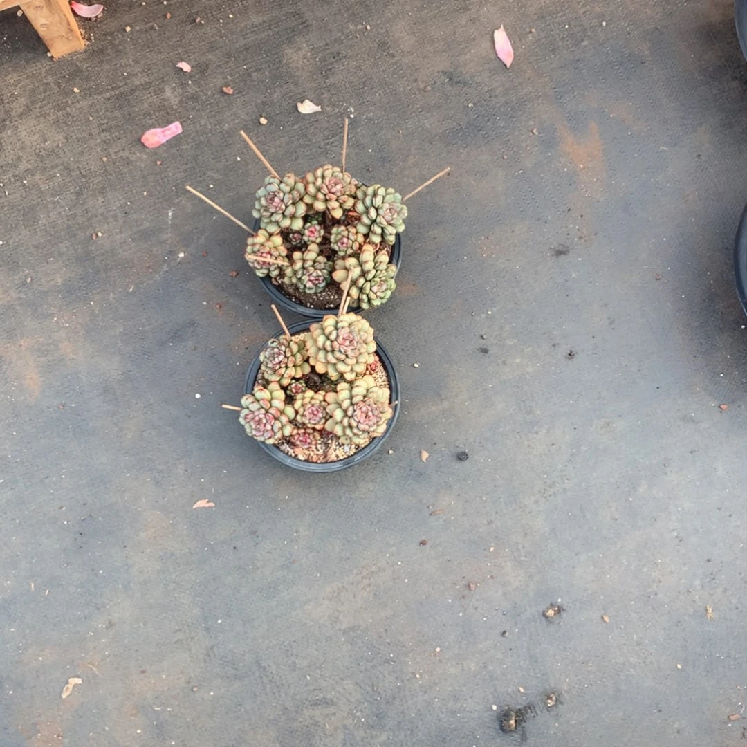 多肉植物多肉植物