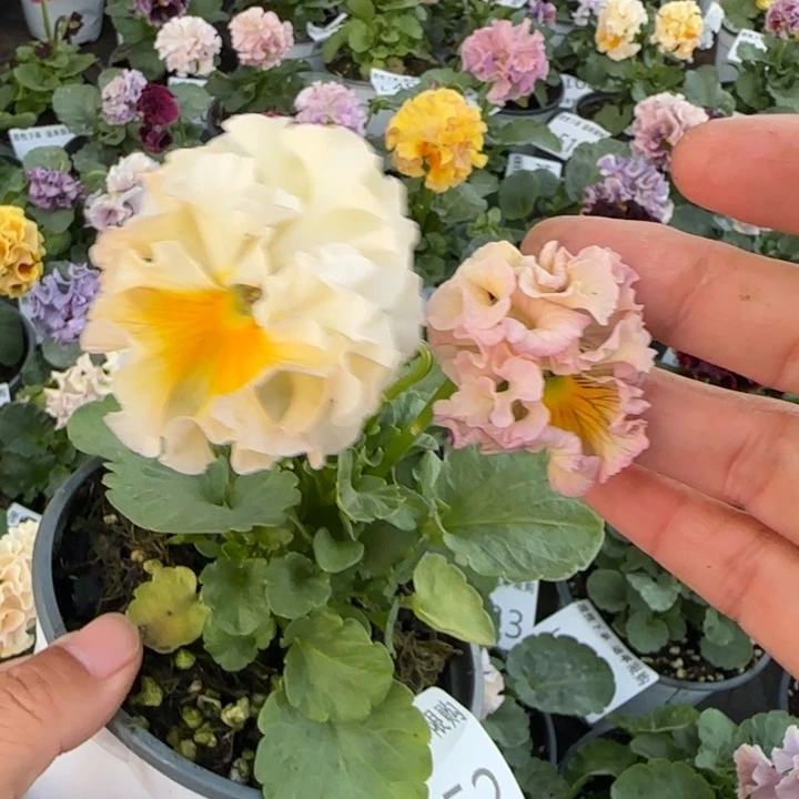 无花朵L552小苗默认苗晃零下5勿拍