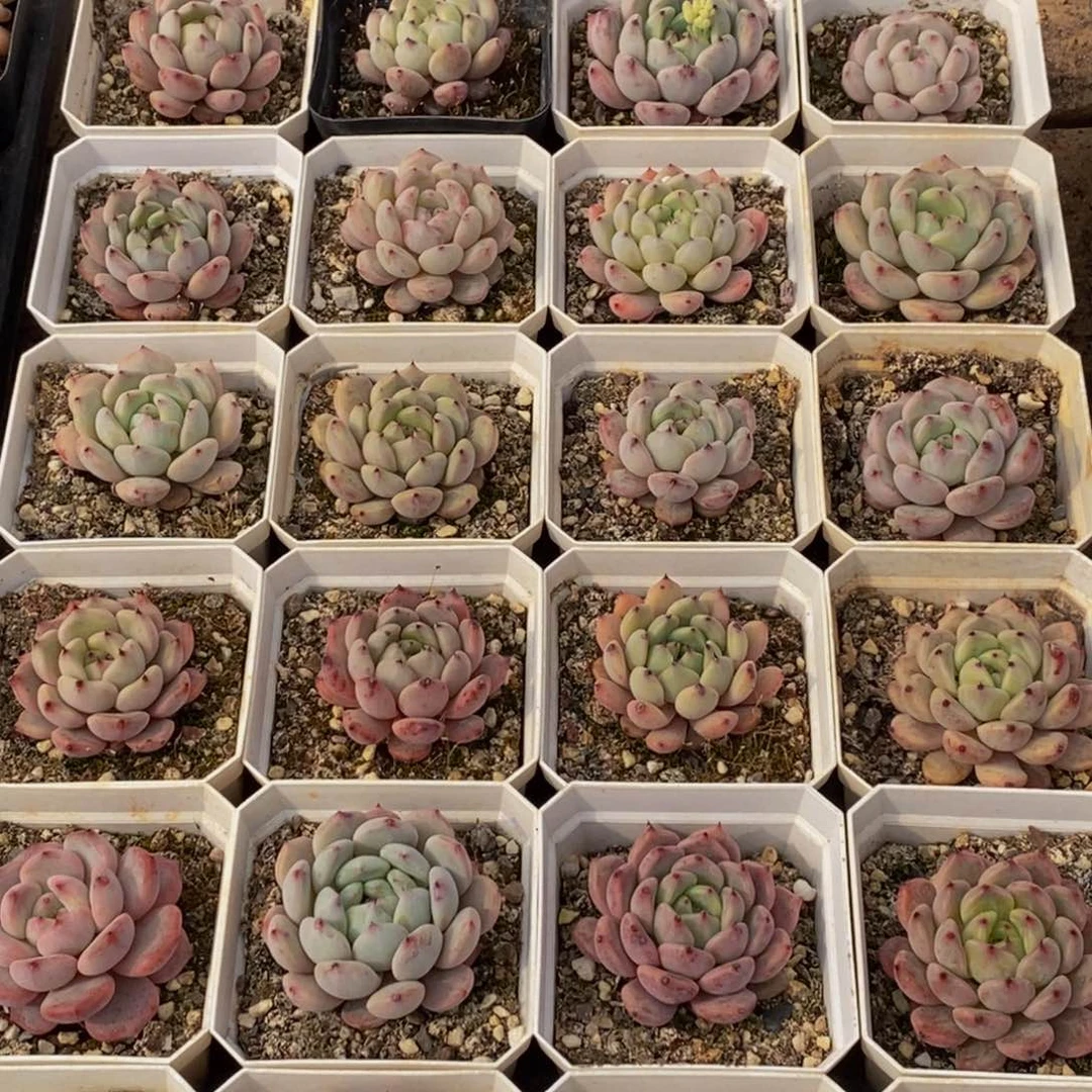 736的人生态度是如此