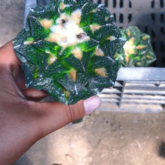 毛*辛顿牡丹，尺寸8公分