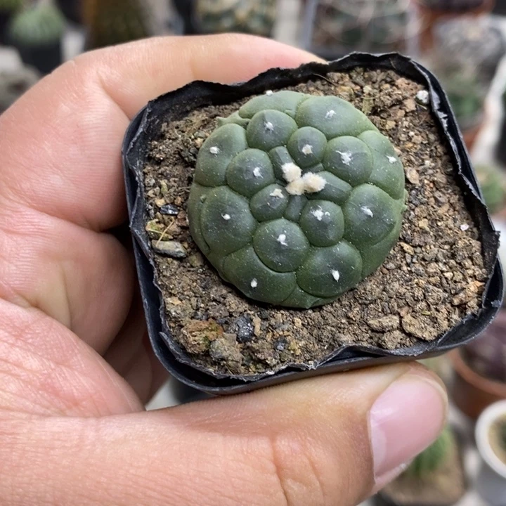 实生龟甲兜特价福利