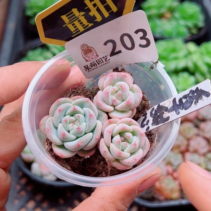 多肉植物多肉植物