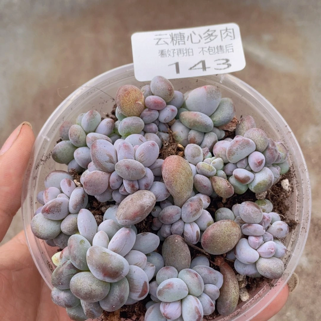 云糖心多肉植物143