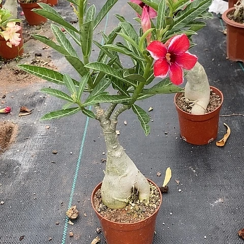 【闪购商品】无花朵鱼**鱼