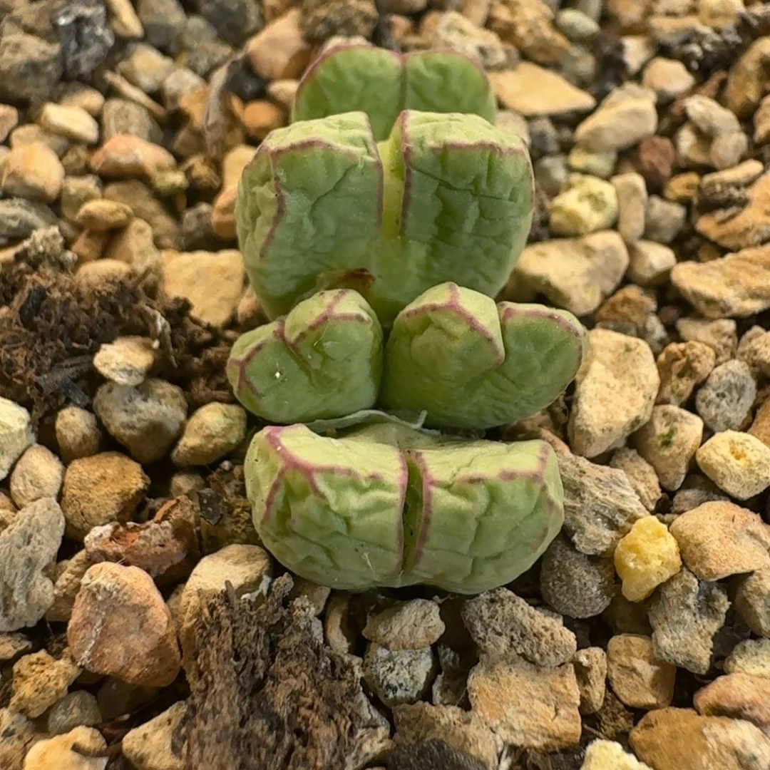 186。