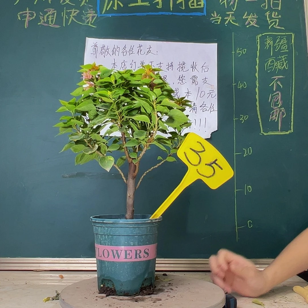 当前无花栽培后可以开花塔橙 35