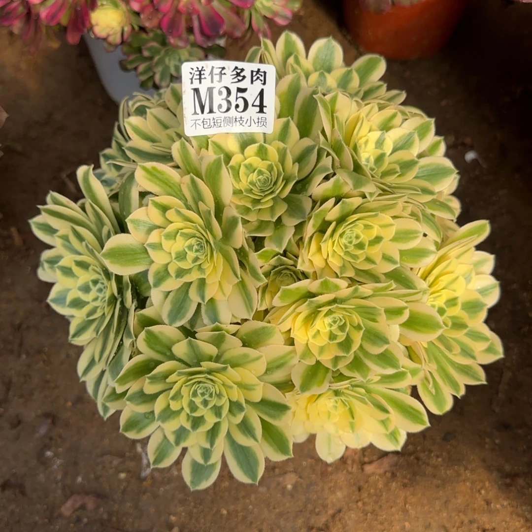 354迈巴赫 冠幅20左右