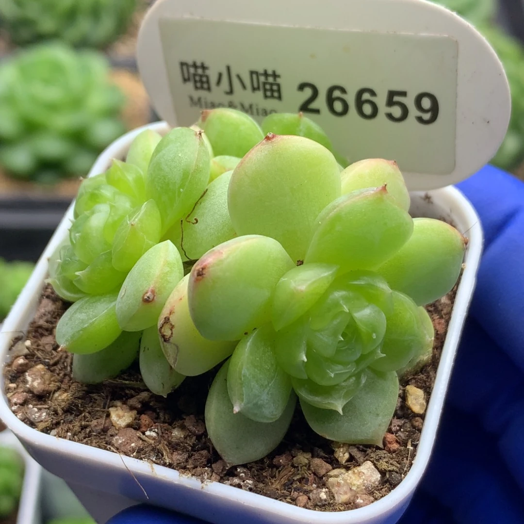 多肉植物杂交珍妮