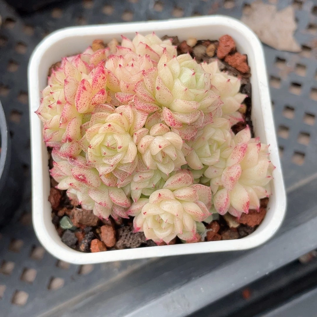 亮*?优选麦秆精品1016