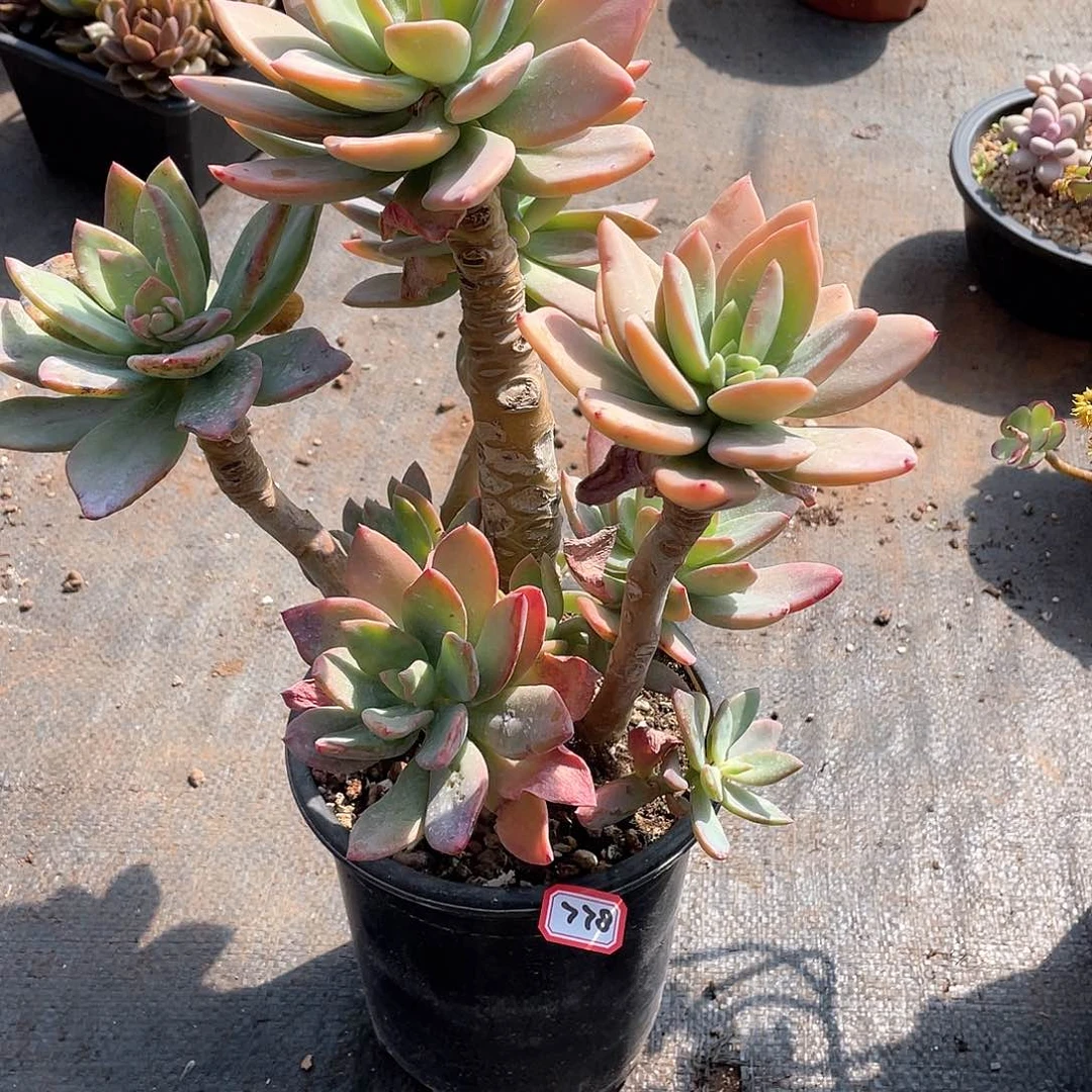 778芒果美人 一物一拍多肉