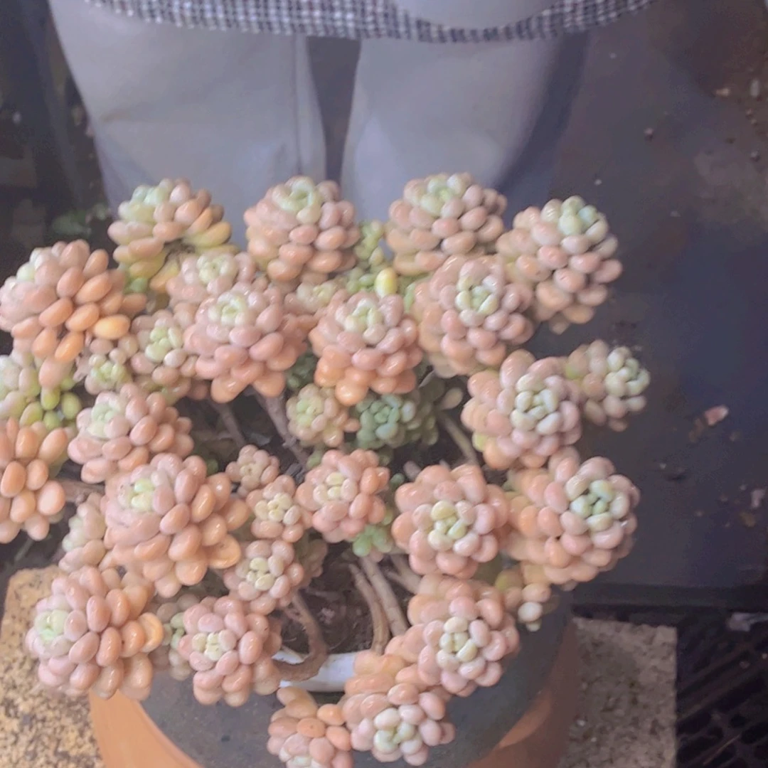 洛可可一颗一单包邮