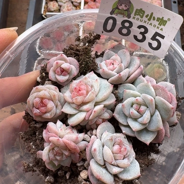 多肉植物多肉植物
