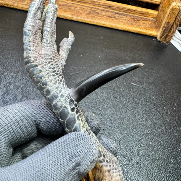 文玩鸡爪骨手把件（单只 处理好发货十天左右发货）