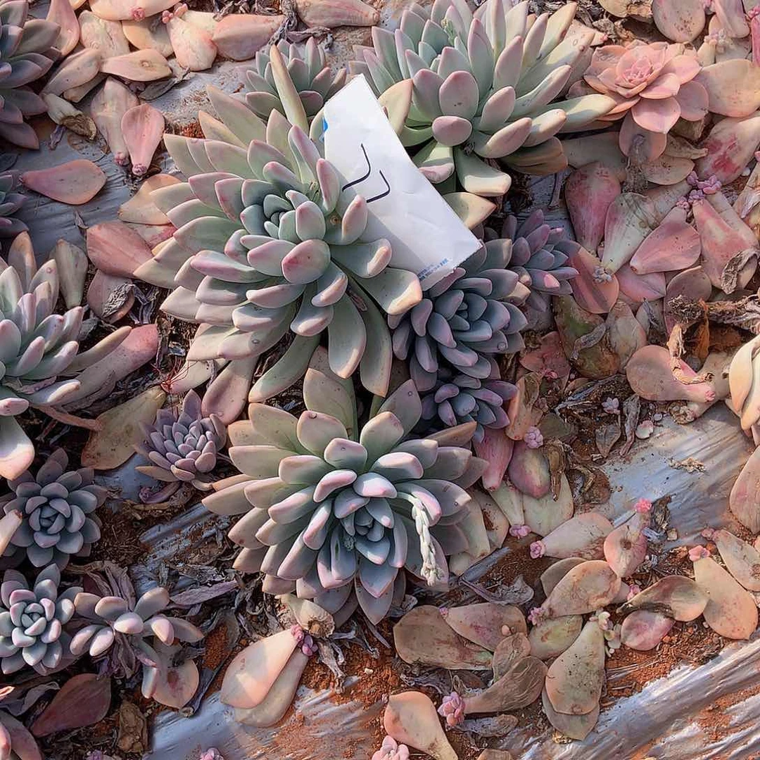 岁****●老三多肉一物一拍外播奥普77