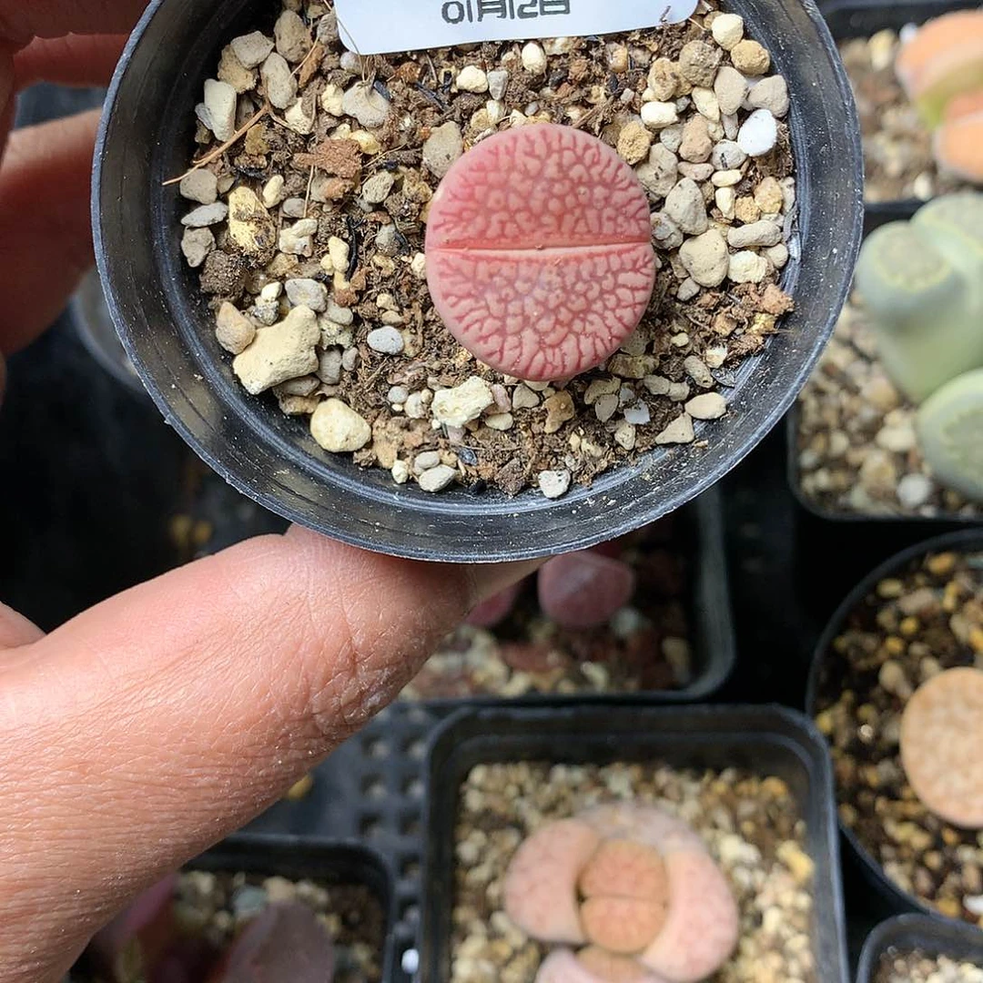 高****黄B205多肉植物保护研究所