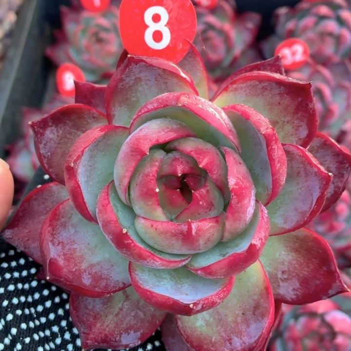 多肉植物 惊鸿仙子-4