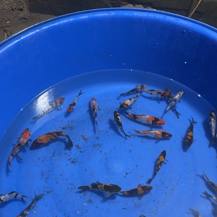 小***何锦鲤锦鲤包邮的到家