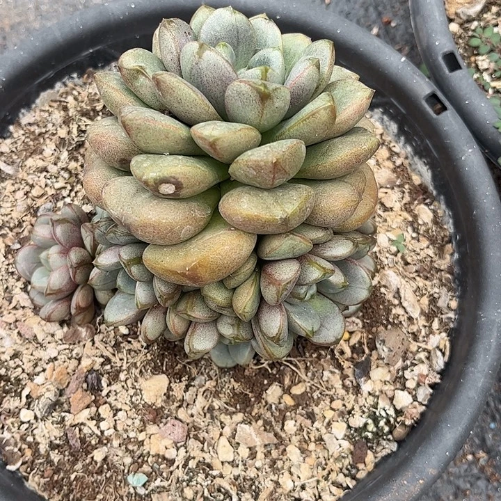 幻***诚葡萄手捧花，一物一拍。