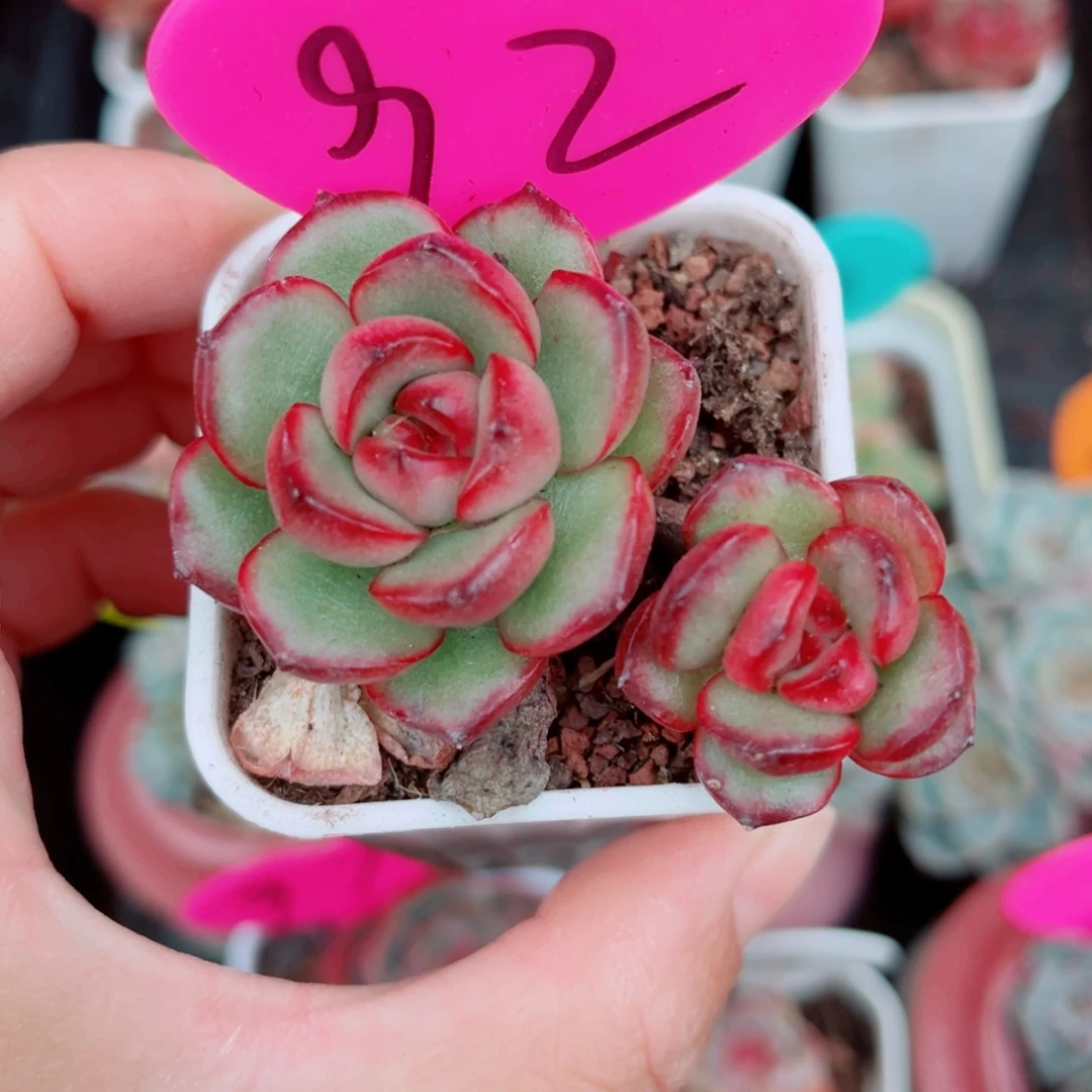 92号小老桩万宝龙双头