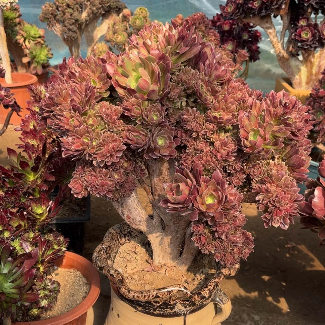 鲜花绿植一物一拍