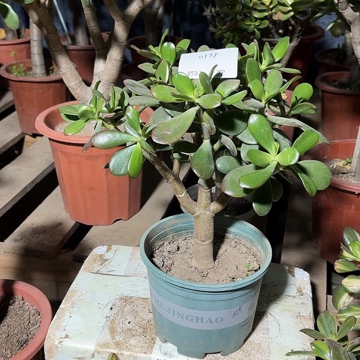 我***7当前无花栽培后可以开花韩国紫叶39