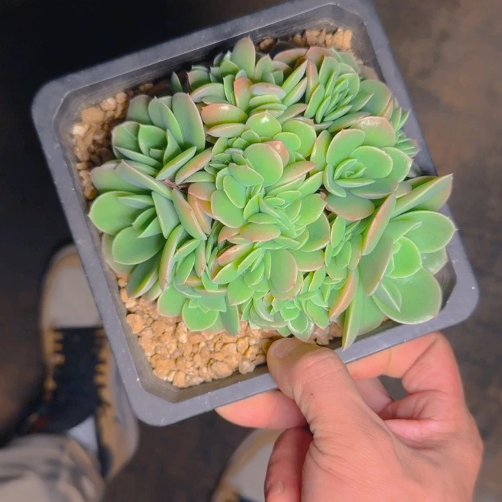 星娜塔福利11111111111