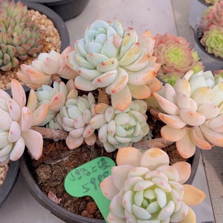 健健康康平平安安