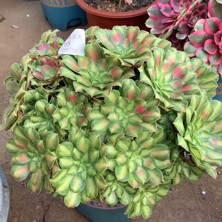 705韶华多肉植物特价