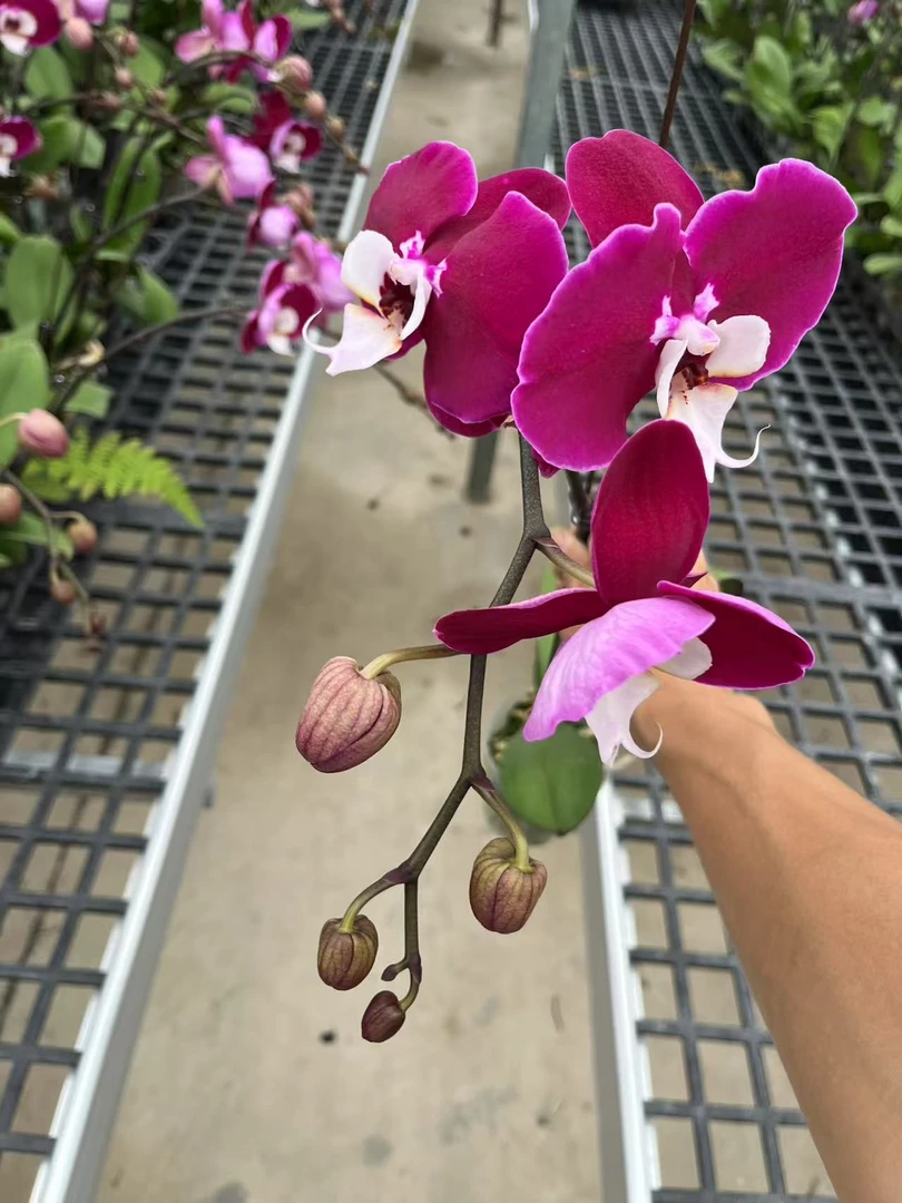 一颗米歇尔蝴蝶兰，瑕疵品不售后