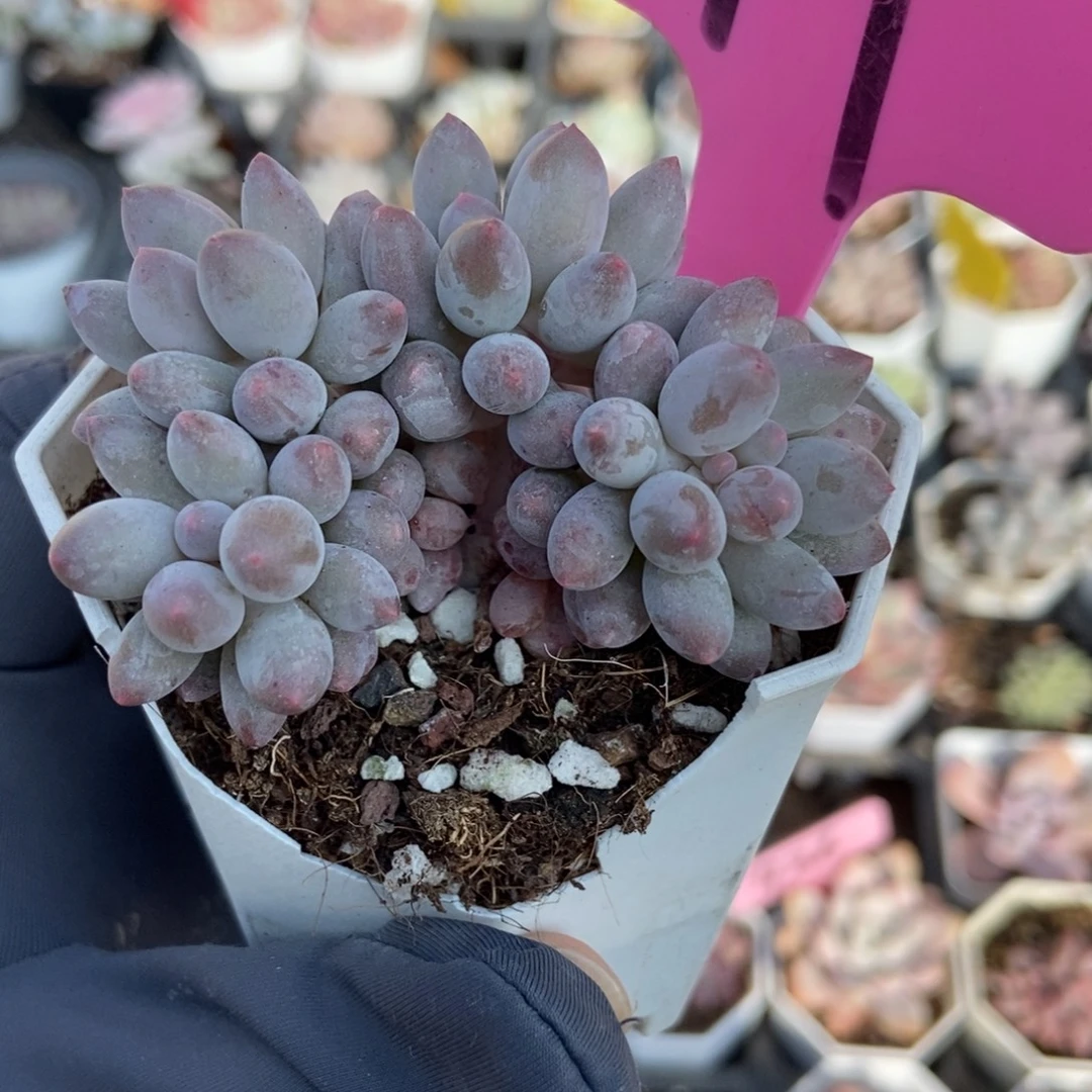 49婴儿手指多肉植物