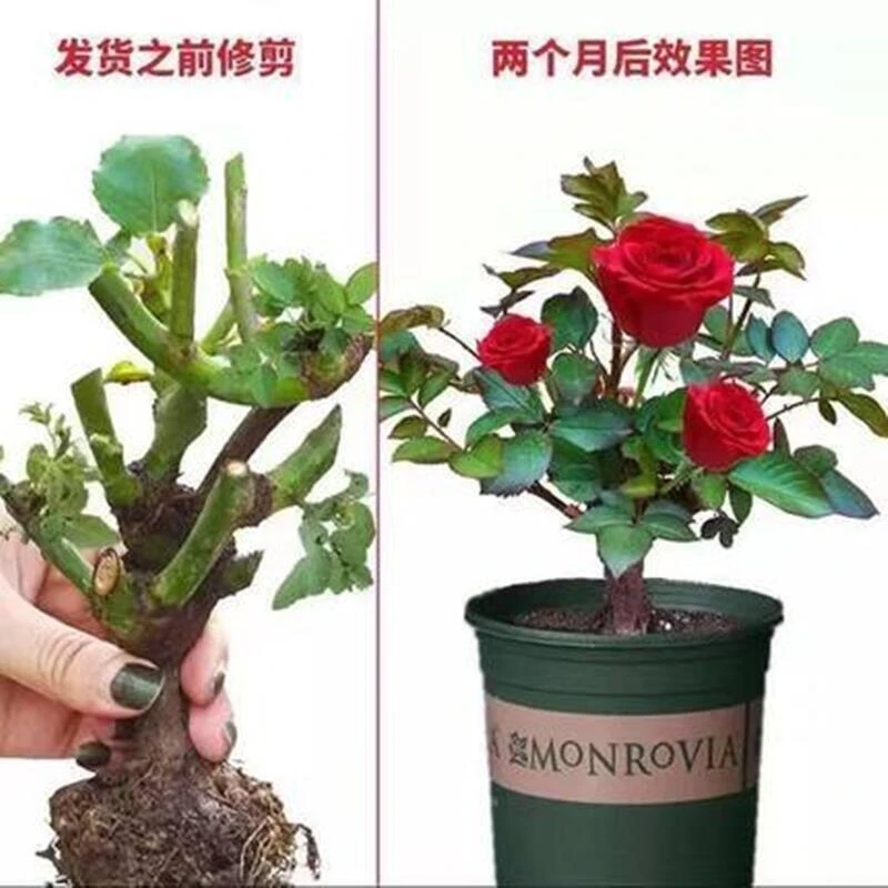 【新疆西藏包邮】玫瑰花苗老苗老桩绿化玫瑰种苗四季盆栽