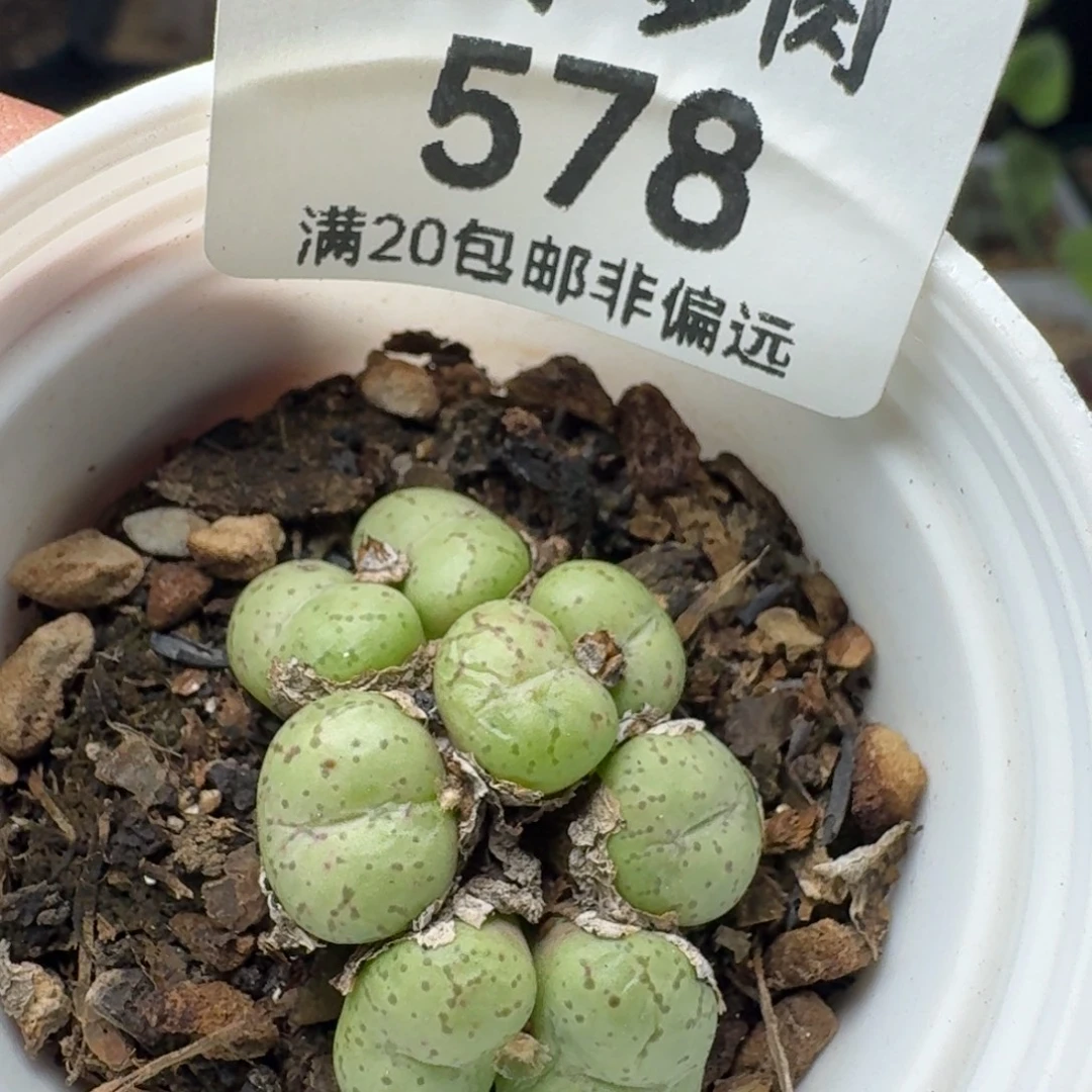 带盆土