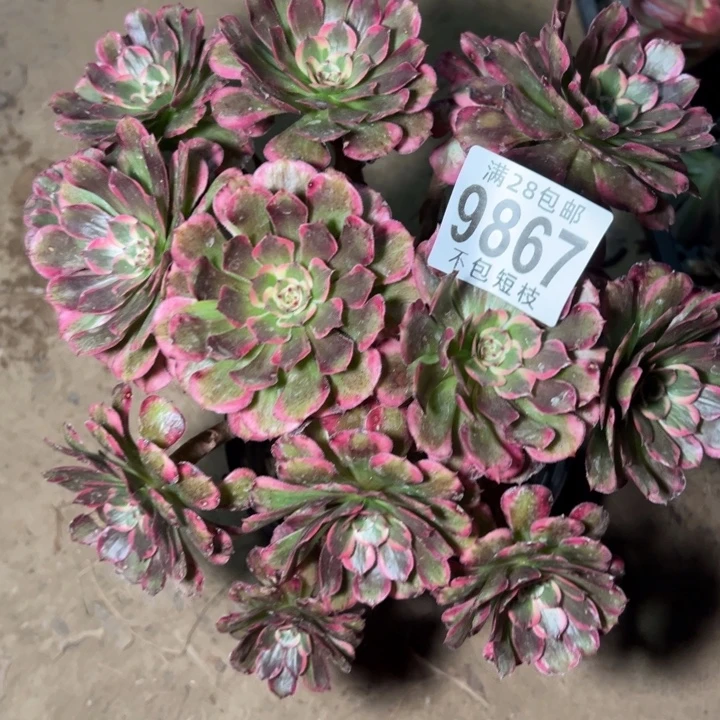霁月多肉植物法师9867
