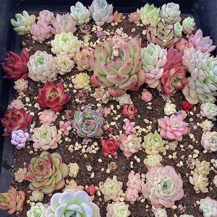 191 多肉植物盆栽花卉