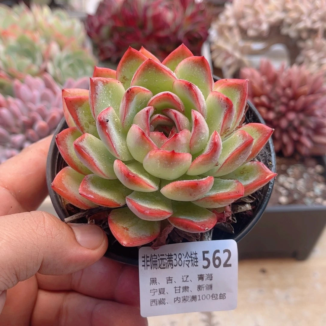 562雪夜王子德华多肉