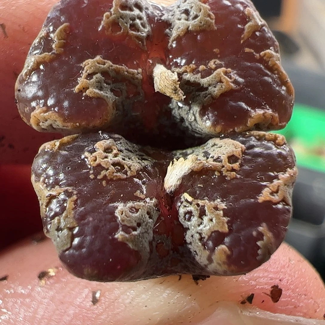 一物一拍。        662