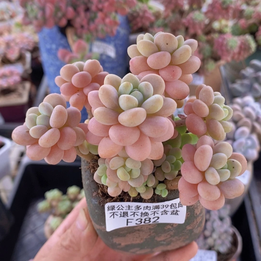 洛可可6cm382多肉植物