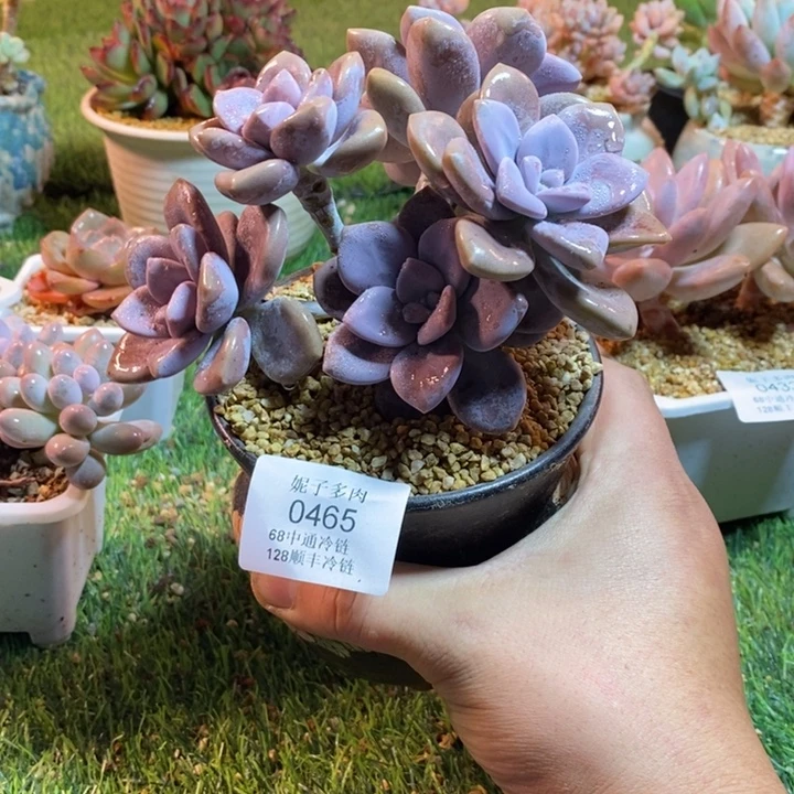 0456啊啊啊啊啊啊啊啊啊啊啊