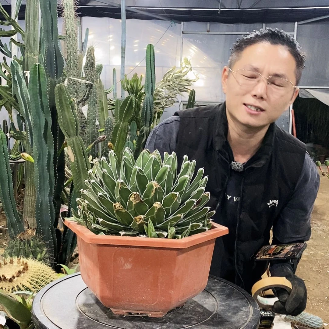 鲨***叔1号。