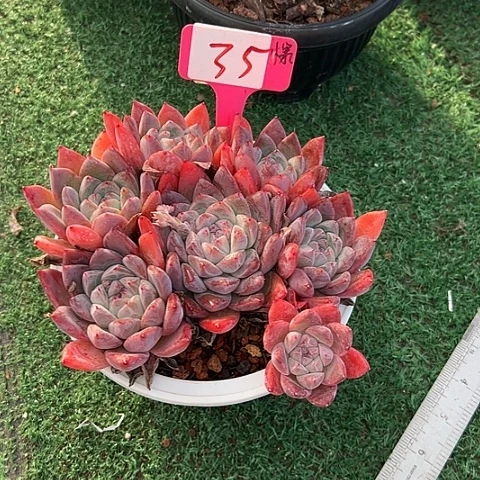 35家人带盆一个多肉