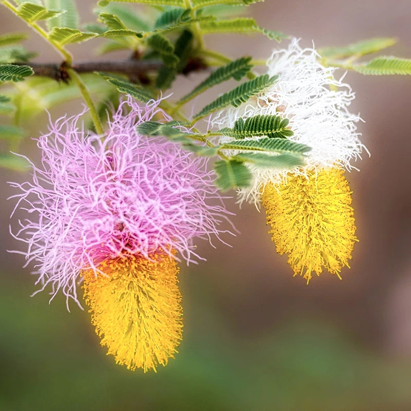 非洲公主耳环 Dichrostachys cinerea  合欢树苗代儿茶属盆栽绿植