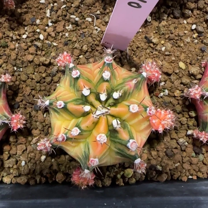 風***者泰国米哈10-0124玛丽团团转