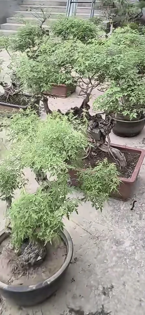 崖荆生桩盆景优质素材值得拥有